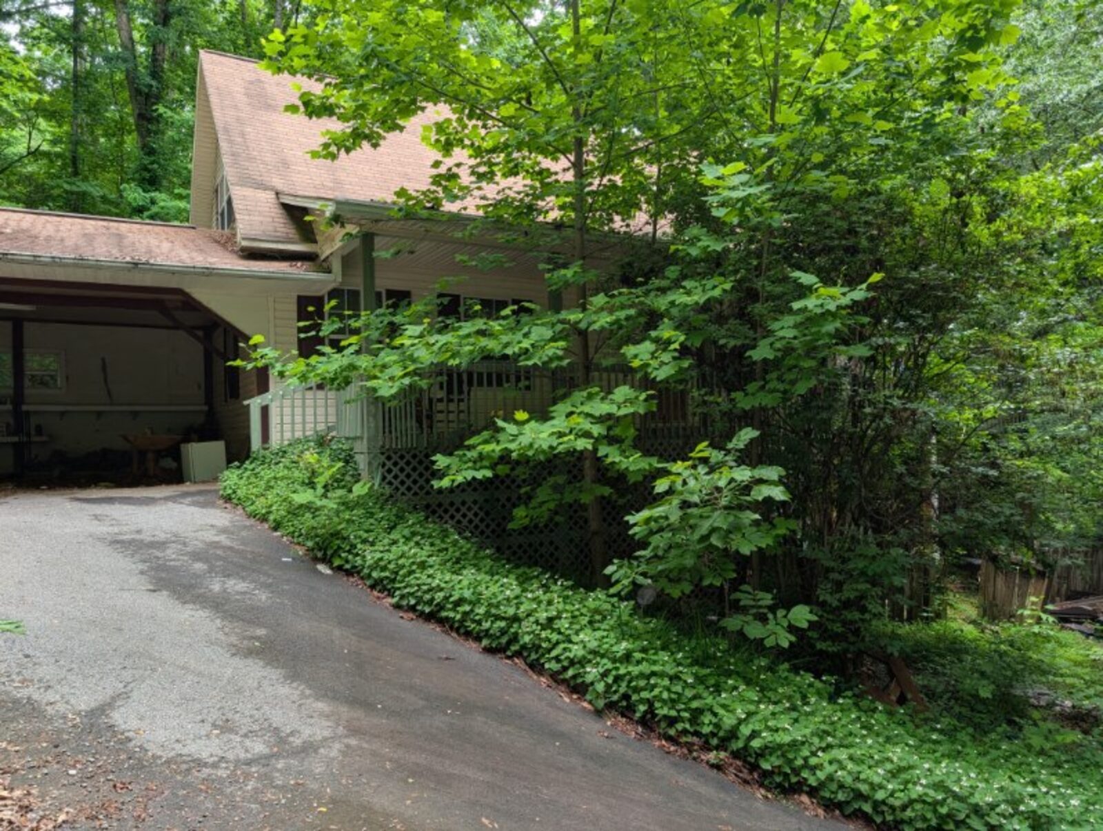 Cape-style home on a wooded lot with a carport and dense greenery along the driveway