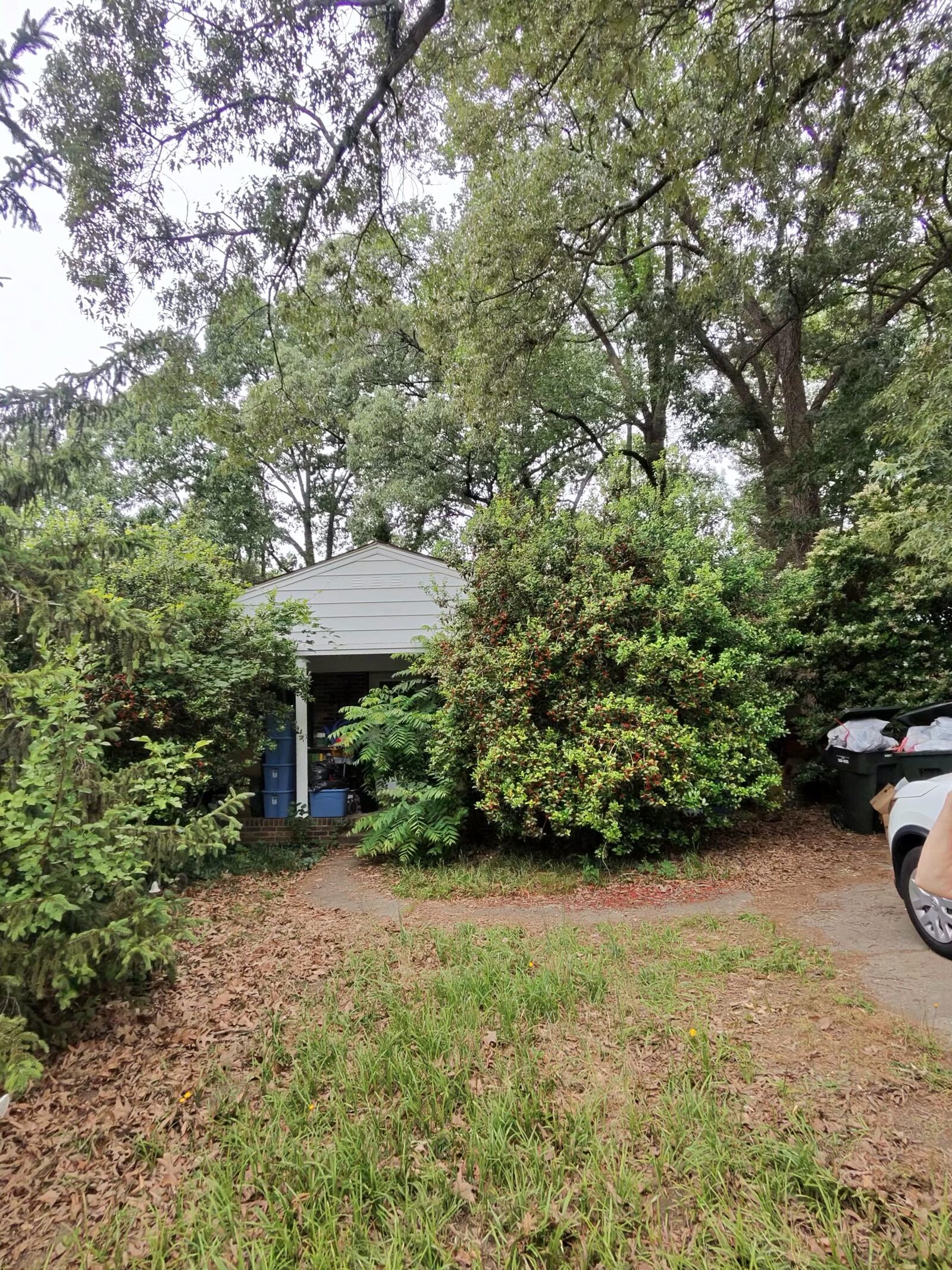 Small white home almost hidden behind heavily overgrown shrubs and trees